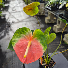Load image into Gallery viewer, Anthurium Anuenue Obake bicolor pink / green 4" pot, Fedex 2day*