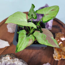 Load image into Gallery viewer, Syngonium Strawberry Milk Variegated 2.5" Pot, Fedex 2 day*