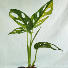 Load image into Gallery viewer, Monstera Adansonii Aurea Variegated 2.5" Pot, Fedex 2 day*