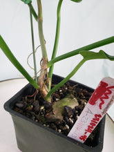 Load image into Gallery viewer, Jerry Horne, exact plant, Philodendron, ships nationwide