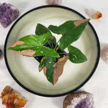 Load image into Gallery viewer, Syngonium Red Spot Tricolor Variegated 2.5" Pot, Fedex 2 day*