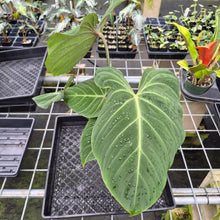 Load image into Gallery viewer, Philodendron Gloriosum, Pink Veined Back exact plant, Fedex 2day