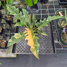 Load image into Gallery viewer, Philodendron Ring Of Fire Variegated exact plant, Fedex 2day*
