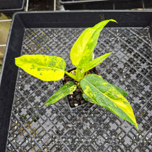 Load image into Gallery viewer, Philodendron Domesticum, Exact Plant Variegated Ships Nationwide