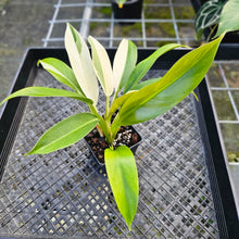 Load image into Gallery viewer, Philodendron Wend Imbe, Exact Plant Variegated 4"