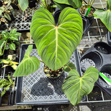 Load image into Gallery viewer, Philodendron Gloriosum, Pink Veined Back, Exact Plant Ships Nationwide