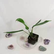 Load image into Gallery viewer, Philodendron Joepii, 2.5” pot, Fedex 2 day*