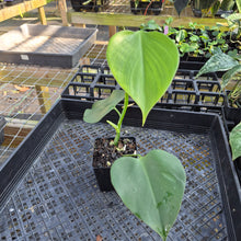 Load image into Gallery viewer, Philodendron Microstictum, Exact Plant Ships Nationwide