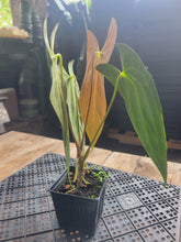 Load image into Gallery viewer, Anthurium Papillilaminum Fort Sherman X ( FS X Ralph Lynam), Ships Nationwide