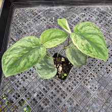 Load image into Gallery viewer, Scindapsus Silver Night King Variegated 2.5" pot, Fedex 2day*