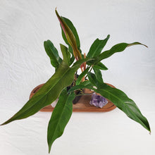 Load image into Gallery viewer, Philodendron Mexicanum 4" pot, Fedex 2 day*