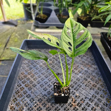 Load image into Gallery viewer, Monstera Adansonii Aurea, Exact Plant Variegated Ships Nationwide
