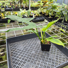 Load image into Gallery viewer, Philodendron Minarum 'Lime Fiddle' exact plant, Fedex 2day*