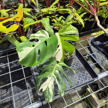 Load image into Gallery viewer, Monstera Borsigiana Albo Deliciosa, Exact Plant Variegated Ships Nationwide