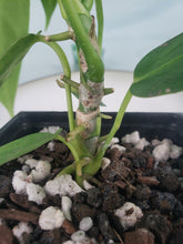 Load image into Gallery viewer, Anthurium Warocqueanum, Queen, Exact Plant