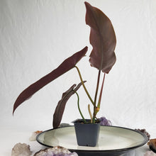 Load image into Gallery viewer, Philodendron Atabapoense 2.5" Pot, Fedex 2 day*