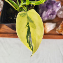 Load image into Gallery viewer, Philodendron Bipennifolium, Exact Plant Variegated