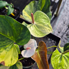Load image into Gallery viewer, Anthurium Andraeanum White Heart, Exact Plant Variegated Ships Nationwide