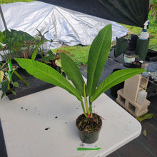 Load image into Gallery viewer, Philodendron Campii Lynette, Exact Plant Ships Nationwide