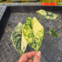 Load image into Gallery viewer, Alocasia dragon scale albo Exact Plant Ships Nationwide
