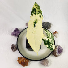 Load image into Gallery viewer, Alocasia Frydek, Exact Plant Variegated
