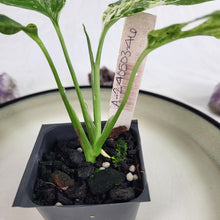 Load image into Gallery viewer, Monstera Adansonii Mint "Indonesia" Variegated 2.5" Pot, Fedex 2 day*