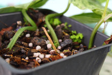 Load image into Gallery viewer, Variegated Philodendron Hederaceum Heart Leaf, exact plant, ships nationwide