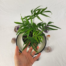 Load image into Gallery viewer, Monstera Subpinnata 6" pot, Fedex 2day