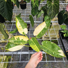 Load image into Gallery viewer, Philodendron Green Congo Nuclear Variegated 4" pot, Fedex 2day*
