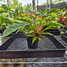 Load image into Gallery viewer, Philodendron Ring Of Fire, Exact Plant Variegated Ships Nationwide