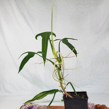 Load image into Gallery viewer, Philodendron Holtonianum, 4” pot, Fedex 2 day*