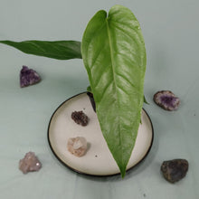 Load image into Gallery viewer, Anthurium Spectabile Wide Form Shipped Nationwide