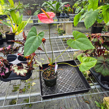 Load image into Gallery viewer, Anthurium Andreaenum Starlight Splash, Exact Plant, speckled