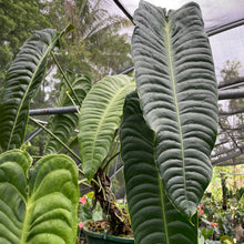 Load image into Gallery viewer, Anthurium Veitchii exact plant, Fedex 2day*