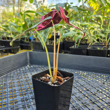 Load image into Gallery viewer, Alocasia nobilis pink Variegated Ships Nationwide