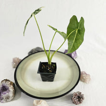 Load image into Gallery viewer, Alocasia Frydek, Exact Plant Variegated with baby