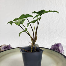 Load image into Gallery viewer, Syngonium Three Kings Magic Marble, Exact Plant Variegated Ships Nationwide