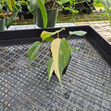 Load image into Gallery viewer, Philodendron Gloriosum Exact Plant Ships nationwide