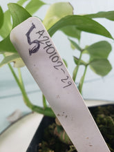 Load image into Gallery viewer, Tetrasperma, exact plant, variegated Rhaphidophora, ships nationwide