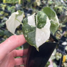 Load image into Gallery viewer, Alocasia Melo Albo variegated 2.5" pot, Fedex 2day*