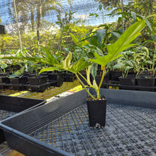 Load image into Gallery viewer, Philodendron Florida Beauty X Tortum, Exact Plant Variegated Ships Nationwide