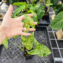 Load image into Gallery viewer, Syngonium Mojito, Exact Plant Variegated Ships Nationwide