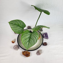 Load image into Gallery viewer, Philodendron Sodiroi True Form, Exact Plant Ships Nationwide