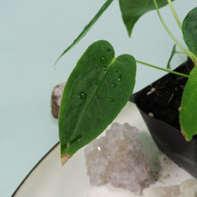 Load image into Gallery viewer, Anthurium Angamarcanum 2.5" Pot, Fedex 2 day*