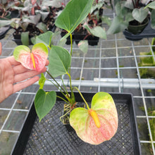 Load image into Gallery viewer, Anthurium Speckled Butterfly Shibori AFF, Exact Plant Variegated
