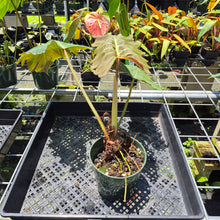 Load image into Gallery viewer, Philodendron Corsinianum exact plant, Fedex 2day*