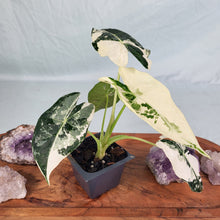 Load image into Gallery viewer, Alocasia Frydek, Exact Plant Variegated