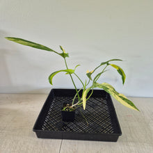 Load image into Gallery viewer, Philodendron Holtonianum Variegated exact plant, Fedex 2day*