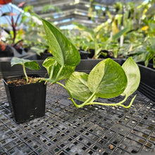 Load image into Gallery viewer, Scindapsus Jade Satin Marble Queen, Exact Plant Variegated Ships Nationwide