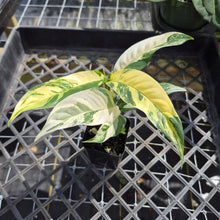 Load image into Gallery viewer, Rhaphidophora Lobbii, Exact Plant Variegated Ships Nationwide